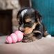 Головоломка Kong Puppy 3620 фото 4