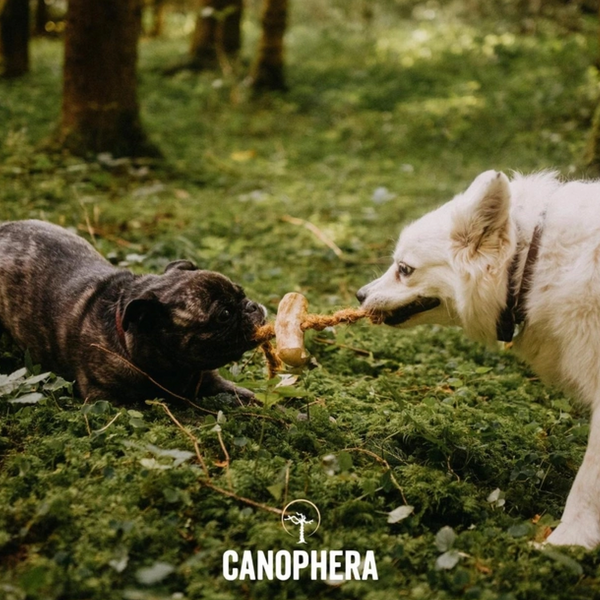 Палички 2 в 1 кавове дерево + кокосовий канат Canophera для собак - S 7728 фото