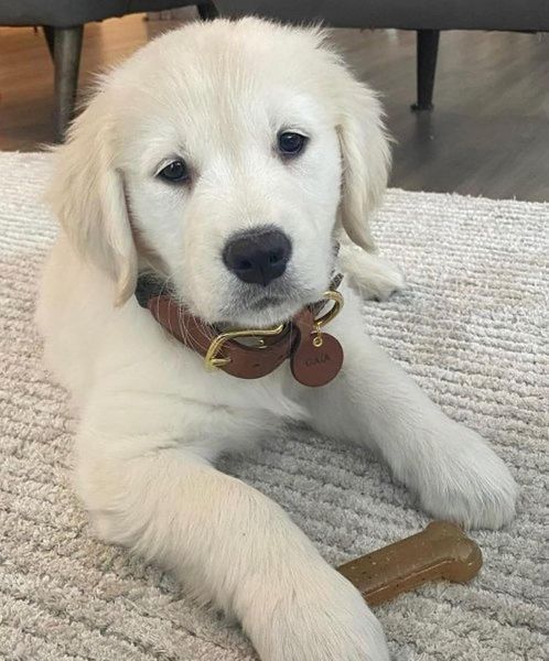 Набір жувальних кісток Nylabone