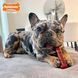 Жувальна кістка Nylabone