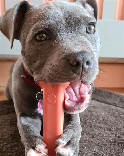 Жувальна кістка зі смаком бекону Nylabone Dura Chew - XS 3655 фото