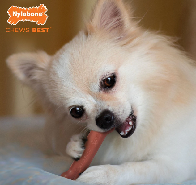 Жувальна кістка зі смаком бекону Nylabone Dura Chew - XS 3655 фото
