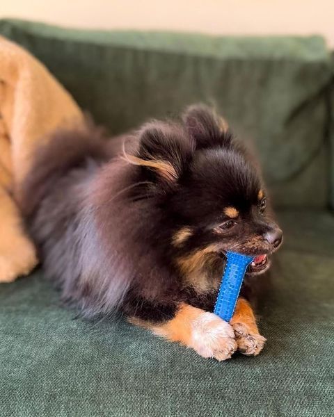 Жувальна кістка Nylabone Gumabone Textured Dental Bone Flexi Chew - S 7802 фото