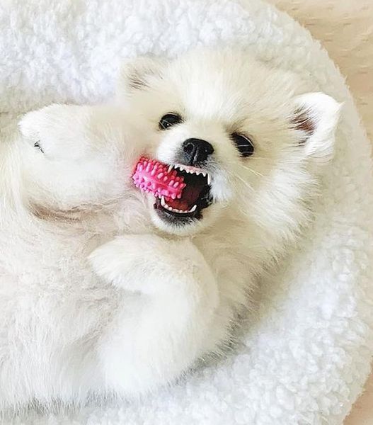 Жувальна кістка Nylabone Textured Teething Bone Chew