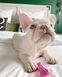 Жувальна кістка Nylabone Textured Teething Bone Chew