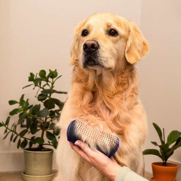 Щітка для вичісування собаки Pet Teezer De-shedding&Grooming - чорний/фіолетовий 7036 фото