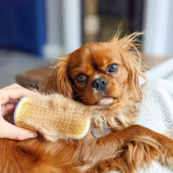 Щітка для розплутування шерсті собаки Pet Teezer Detangling&Grooming Mini 7042 фото