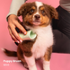 Щітка для вичісування цуценят Pet Teezer Puppy Brush 7043 фото 4