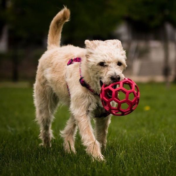М'яч сіткою Hol-ee Roller Ball від JW Pet - XS 5073 фото