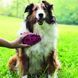 Щітка Kong Zoom Groom (boysenberry) 3879 фото 2