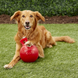 Гиря Jolly Pets - M 3595 фото 2