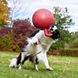 Гиря Jolly Pets - M 3595 фото 3